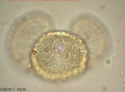 Abies cilicica - lame n° 60447